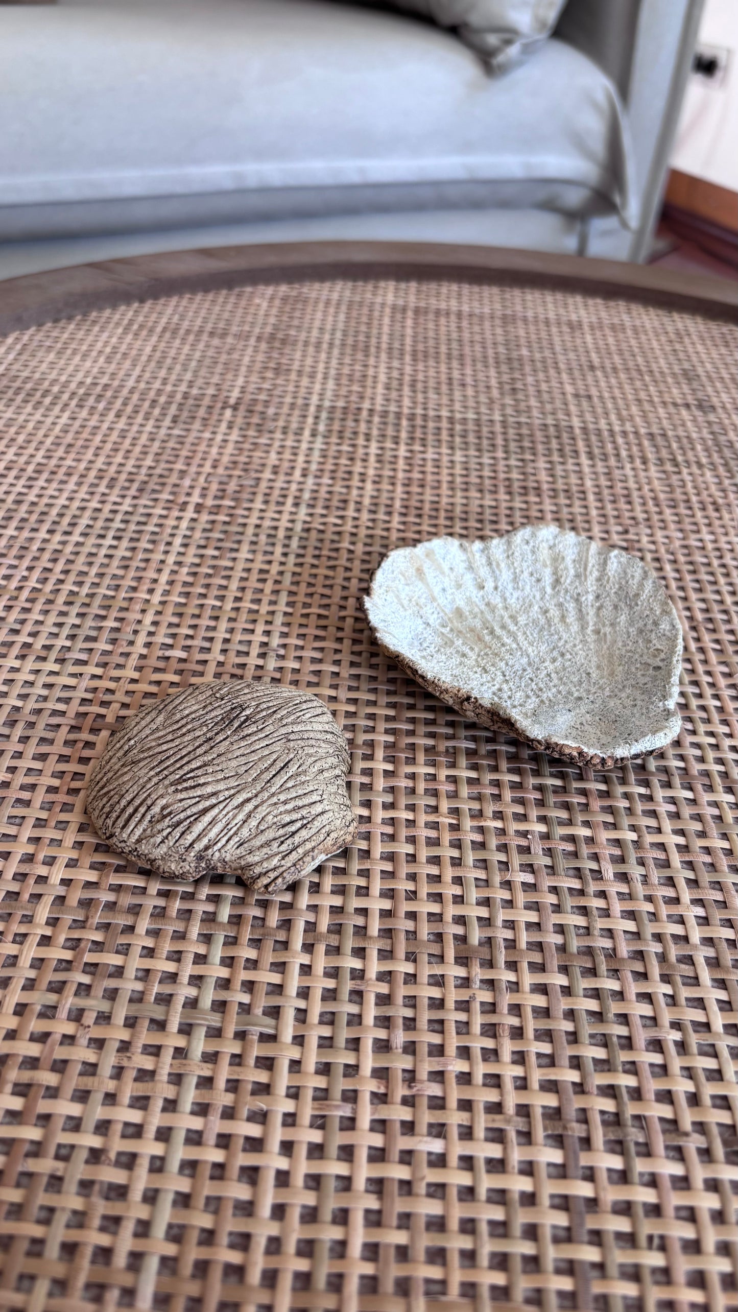 Set 2 Conchas Aperitivo